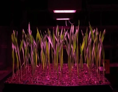 Speed Breeding Solutions for New users