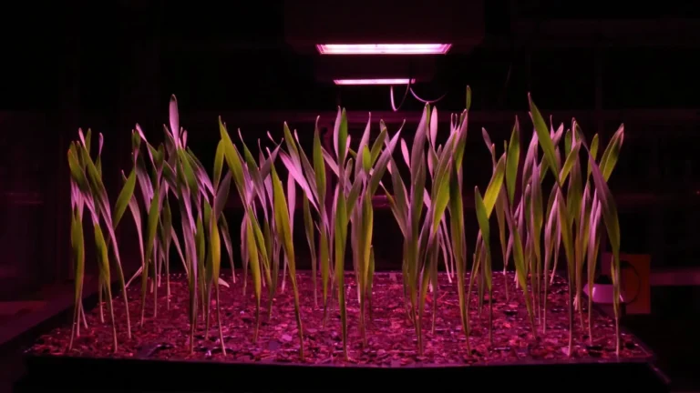 india Speed Breeding Solutions2