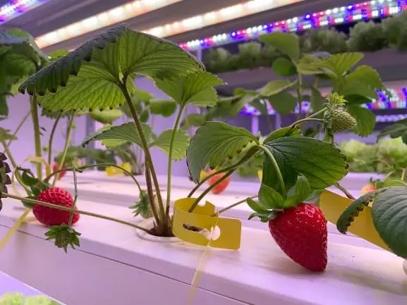 Best Grow Lights For Strawberry